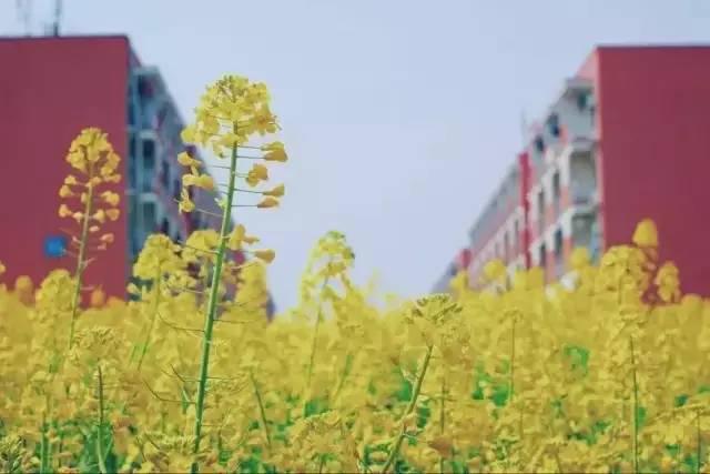 金山职业技术学院